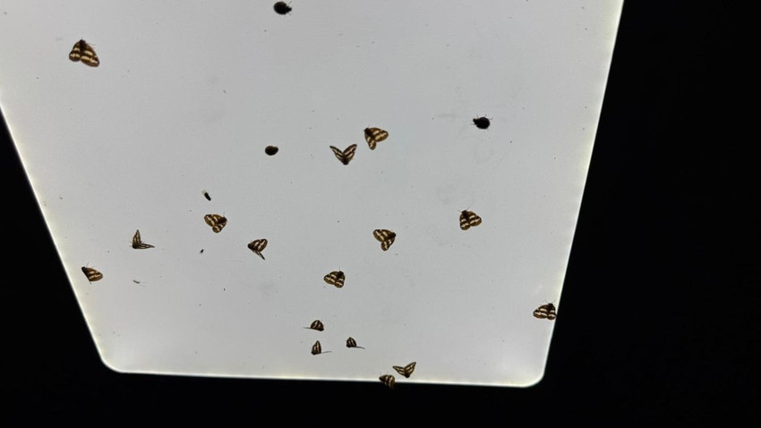 Bahçelerden sonra evlerde de vampir kelebek istilası başladı - Resim: 4