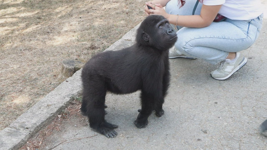 Talihsiz yavru goril Zeytin Türkiye'ye veda etmeye hazırlanıyor - Resim: 3