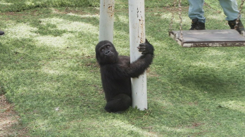 Talihsiz yavru goril Zeytin Türkiye'ye veda etmeye hazırlanıyor - Resim: 4