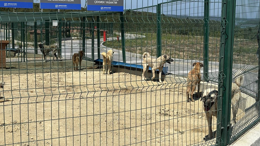 Valiliğin ''toplayın'' talimatı sonrasında İstanbul'da sokak hayvanları toplanmaya başladı! - Resim: 2
