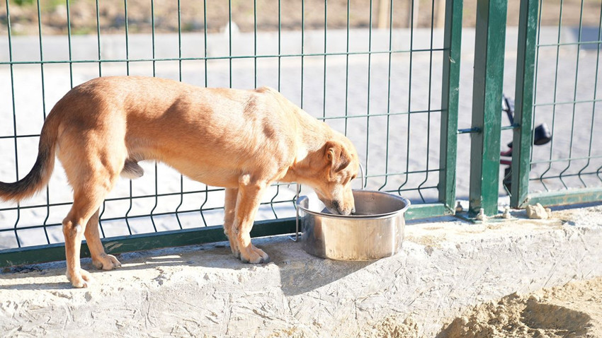 Valiliğin ''toplayın'' talimatı sonrasında İstanbul'da sokak hayvanları toplanmaya başladı! - Resim: 4