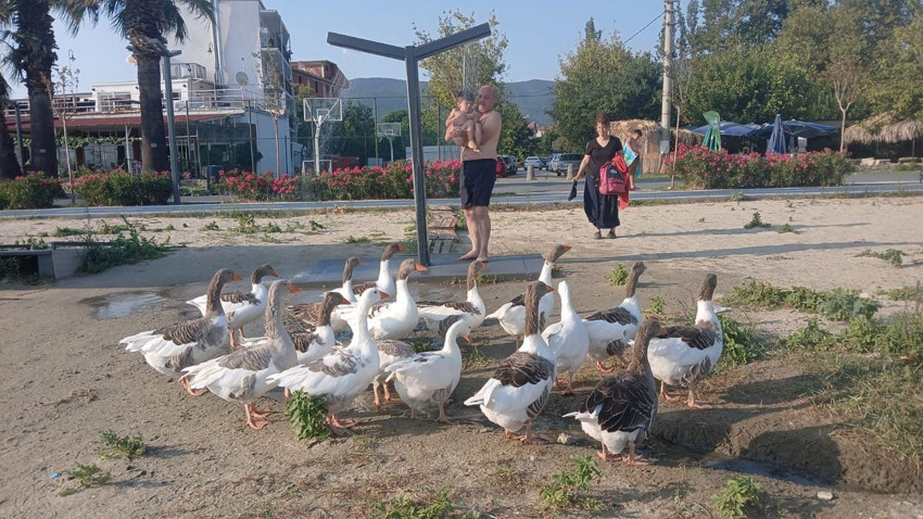 Balıkesir'in şartı tahliyeden faydalanan kazları tatilcilerin plaj arkadaşı oldu - Resim: 2