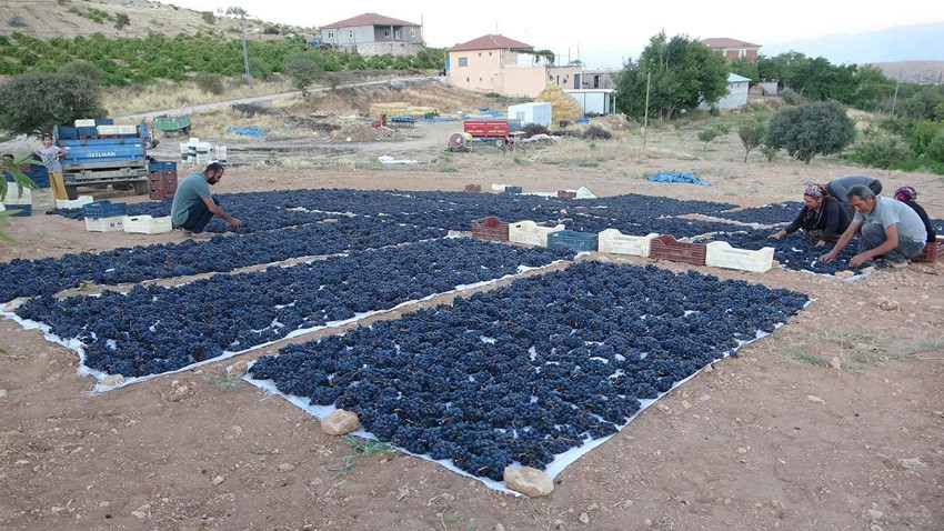 Kilosu 500 TL'den satılıyor, yurt dışından talep yağıyor! - Resim: 2