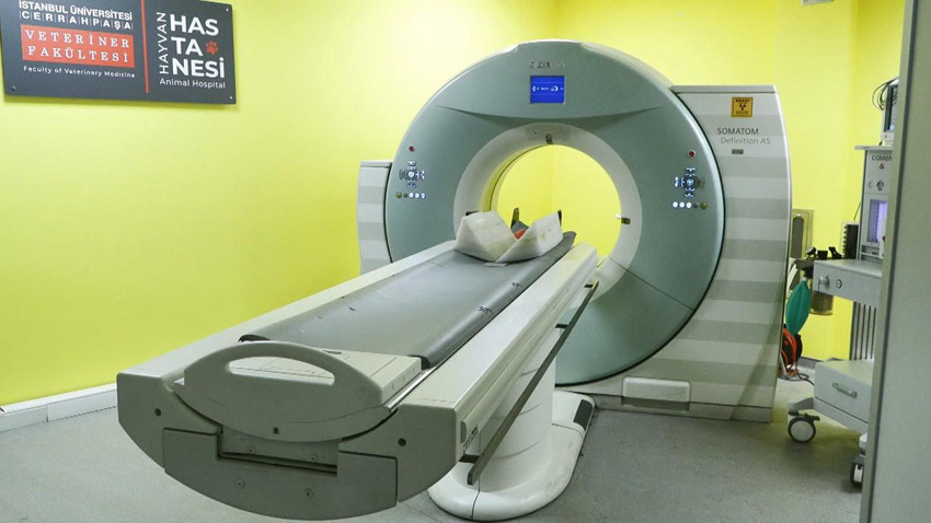 Görüntüler İstanbul'dan... Rahatsızlanan ayı Okan'ın MR'ı çekildi - Resim: 3