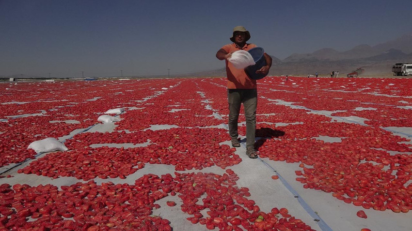 Türkiye'nin 3 bin 917 metrelik zirvesindeki en lezzetli kırmızı altın 9 ülkeye ihraç edilecek - Resim: 2