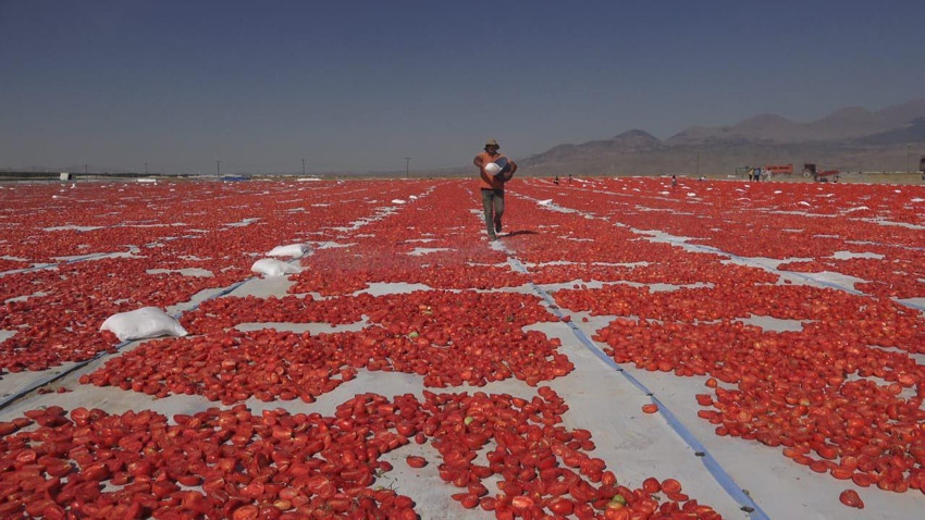 Türkiye'nin 3 bin 917 metrelik zirvesindeki en lezzetli kırmızı altın 9 ülkeye ihraç edilecek - Resim: 1