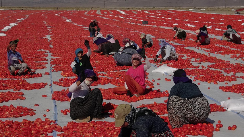 Türkiye'nin 3 bin 917 metrelik zirvesindeki en lezzetli kırmızı altın 9 ülkeye ihraç edilecek - Resim: 4