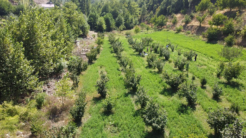 Adana, sadece 5 yılda Karadeniz'e rakip oldu: Görenler gözlerine inanamıyor - Resim: 2