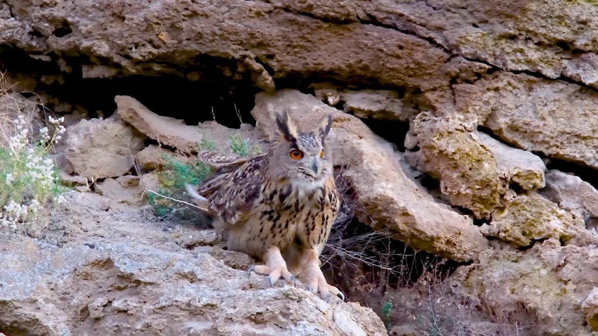 Doğanın kamuflaj ustası ''Puhu'' Sivas'ta görüntülendi - Resim: 1