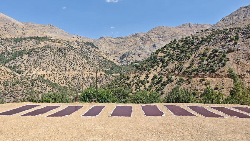 Türkiye'ye özel şifa ve güç kaynağı 3 bin rakımlı dağdan yola çıktı, tezgahlara geliyor! - Resim: 4