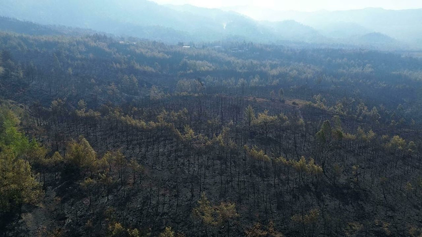 Maviyle yeşilin buluştuğu Türkiye'nin cenneti orman yangınında kömür karasına döndü - Resim: 2