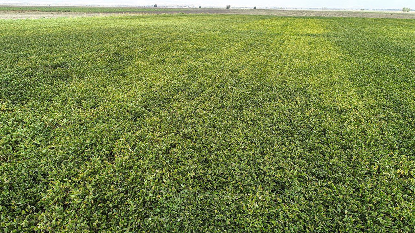 Adana'da hasat bereketli başladı: Kilosu 50 TL'ye düştü - Resim: 1