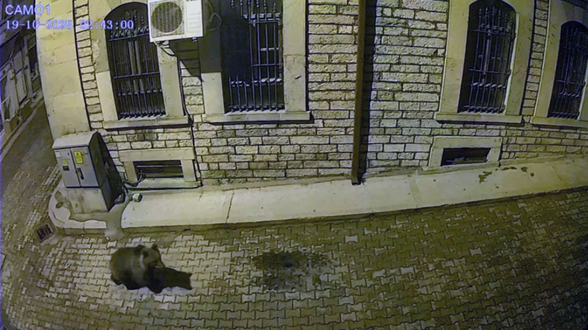 Aç kalan ayılar kış uykusu öncesi mahalleyi bastı - Resim: 3