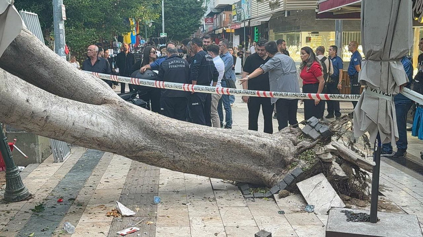 Kökünden sökülen dev ağaç 5 aracın üzerine devrildi - Resim: 1