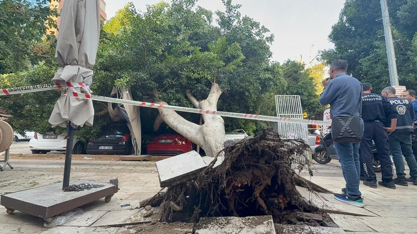 Kökünden sökülen dev ağaç 5 aracın üzerine devrildi - Resim: 4