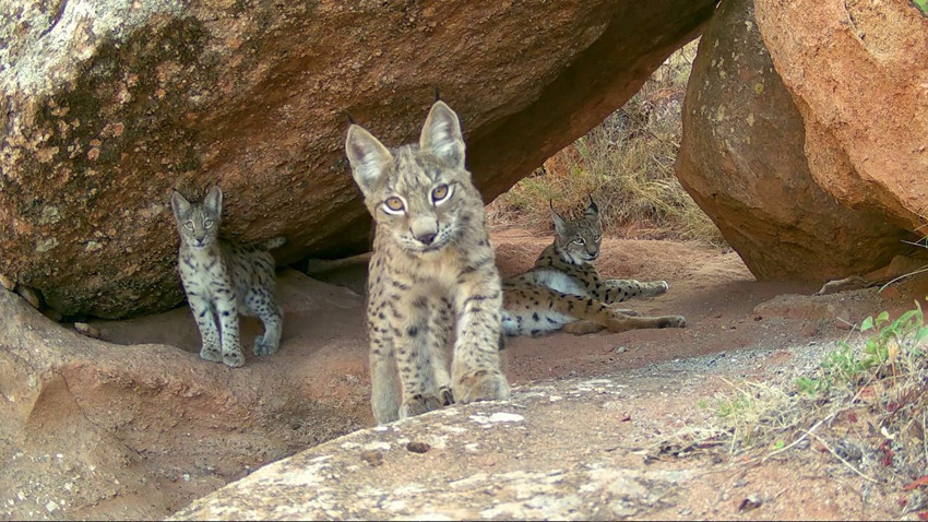 Türkiye'nin gizemli canlısı ormanın hayaletleri bu sefer ailece görüntülendi - Resim: 1