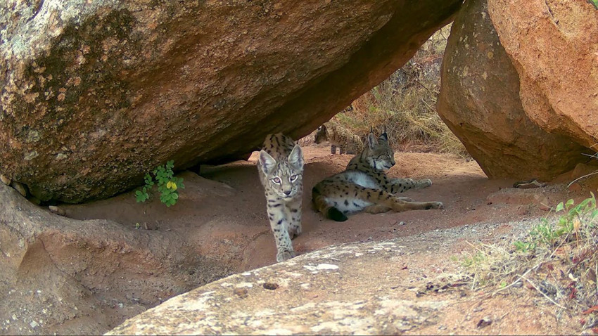 Türkiye'nin gizemli canlısı ormanın hayaletleri bu sefer ailece görüntülendi - Resim: 3