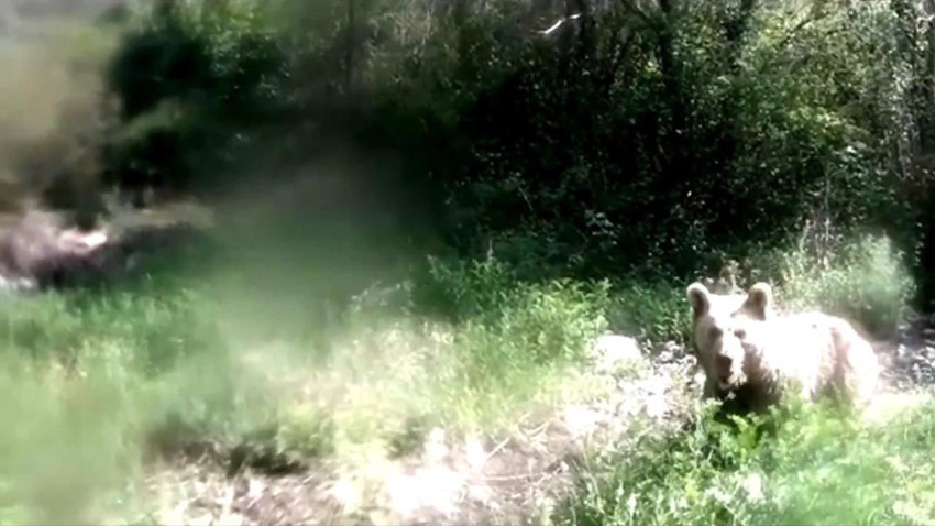 Ormanda yavrularıyla dolaşan ayı, fotokapana böyle saldırdı - Resim: 4