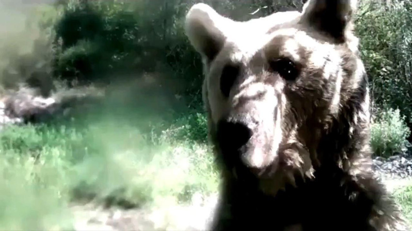 Ormanda yavrularıyla dolaşan ayı, fotokapana böyle saldırdı - Resim: 2