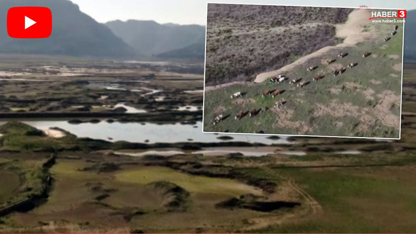 Burası Türkiye'nin en büyük barajlarından biriydi... Balıklar gitti, inekler geldi - Resim: 1