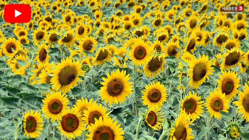 Türkiye'nin eşsiz manzaralarıyla tanınan sapsarı cennetleri de yok oldu - Resim: 1