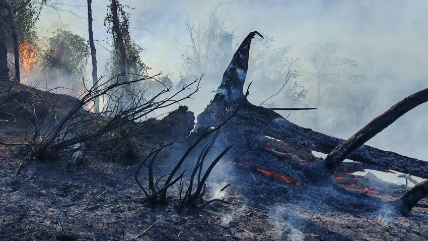 Türkiye'nin akciğerleri kömüre döndü: 5 hektarlık ormanlık alan yandı - Resim: 4