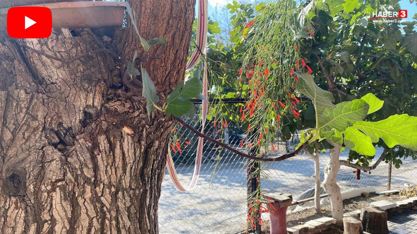 Ağacın gövdesinden çıkan minik sürpriz görenleri şaşırttı: Hem dut hem incir veriyor - Resim: 1