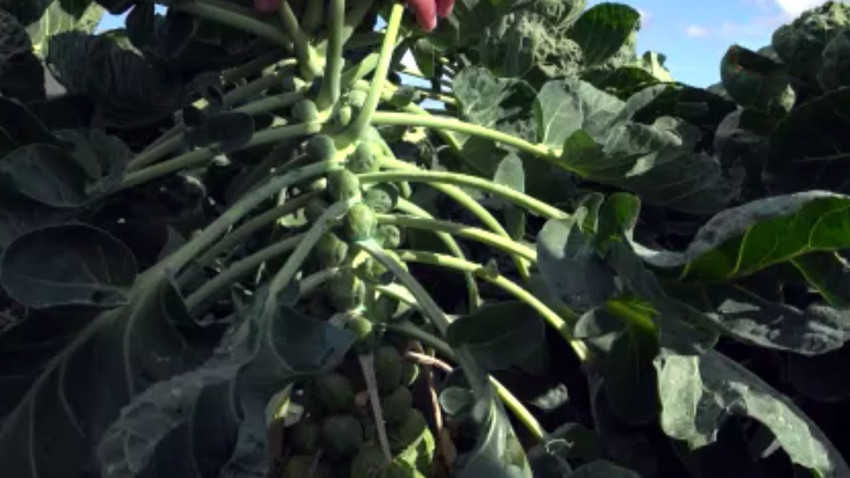 Fiyatı tarlada 10 TL'ye düşen şifa deposu brokoli pazarda 70 TL! - Resim: 1