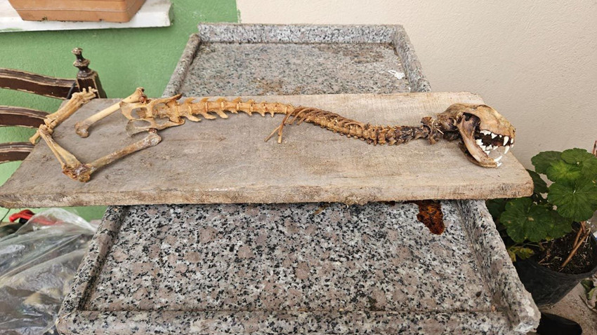 Ahırda buldu, paniğe kapılıp yetkililere haber verdi: ''İlk kez böyle bir şey gördüm'' - Resim: 4