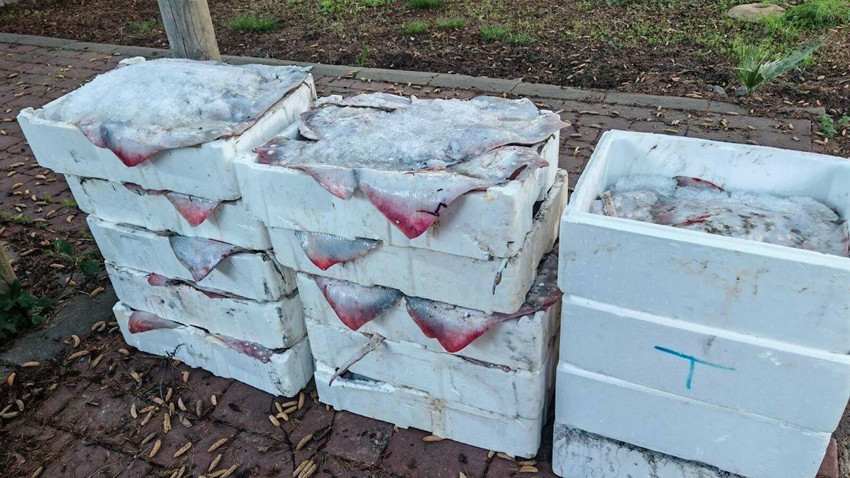 Çanakkale'de yarım tondan fazla balığa el konuldu - Resim: 2