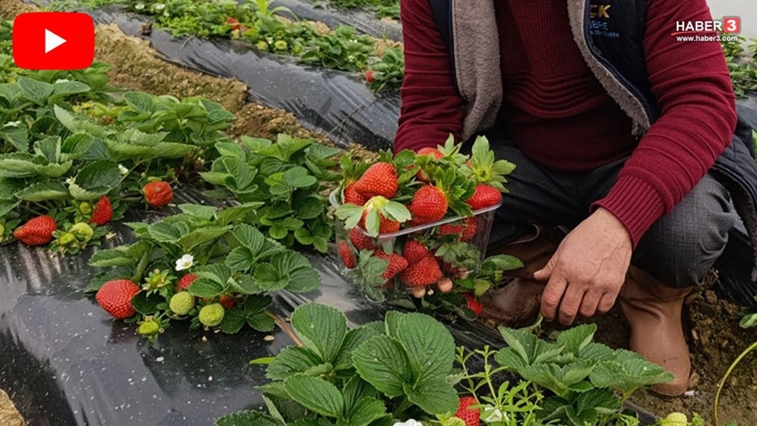 Bahar ve yaz aylarının eşsiz lezzeti çilek, kış aylarında da girişimcilerin ekmek kapısı oldu - Resim: 1