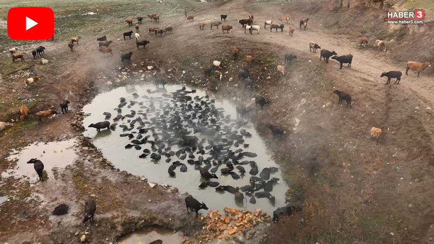 NatGeo Wild belgesellerini hatırlatan bu görüntüler Türkiye'de çekildi... - Resim: 1