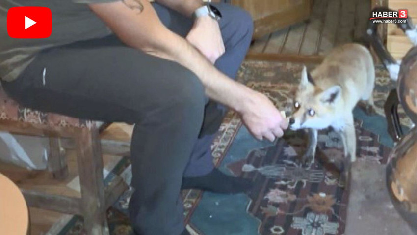 Vahşi yaşam ile insanoğlu arasındaki iletişimi anlatan film Türkiye'de gerçek oldu - Resim: 1