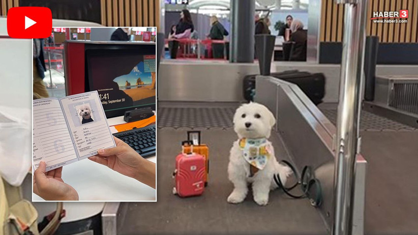 Dünyanın en ünlü gezgin köpeği İstanbul'da ortaya çıktı - Resim: 1