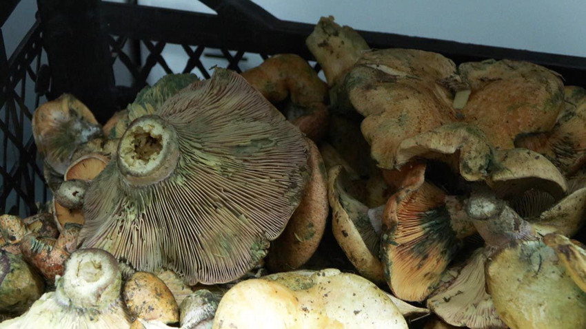 İstanbul'da ''Ölüm meleği'' tehlikesi: Bir ayda 60 kişi hastanelik oldu! - Resim: 4