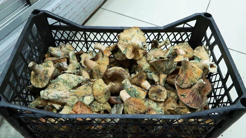 İstanbul'da ''Ölüm meleği'' tehlikesi: Bir ayda 60 kişi hastanelik oldu! - Resim: 3