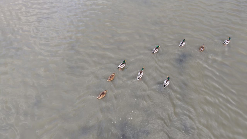 Geçen yıl çöle dönen gölde sevindiren manzara! Geri döndüler - Resim: 4