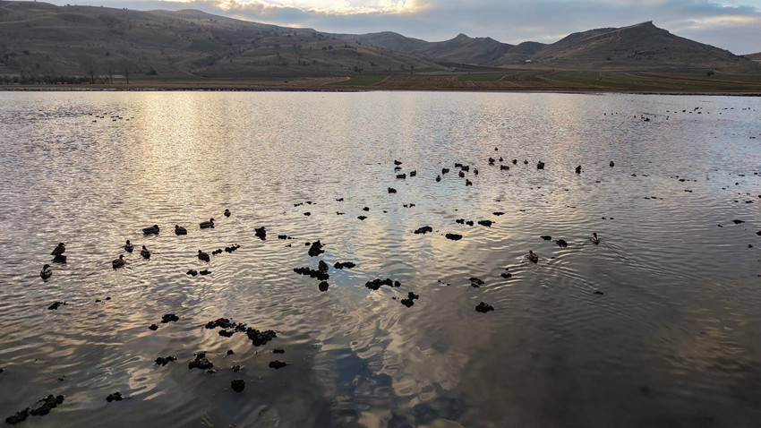 Geçen yıl çöle dönen gölde sevindiren manzara! Geri döndüler - Resim: 2