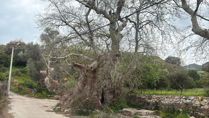 Bodrum'da doğada yapılan yürüyüşte tesadüfen doğanın bir devi keşfedildi: Tam 19 metre çapında - Resim: 4