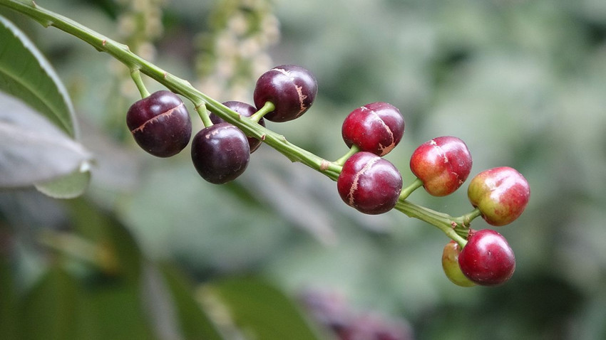 Mevsimler değişti, Türkiye'nin eşsiz lezzeti tam 3 ay erken ''merhaba'' dedi - Resim: 2