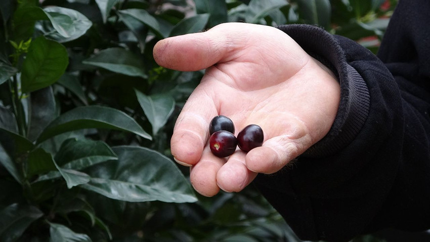 Mevsimler değişti, Türkiye'nin eşsiz lezzeti tam 3 ay erken ''merhaba'' dedi - Resim: 3