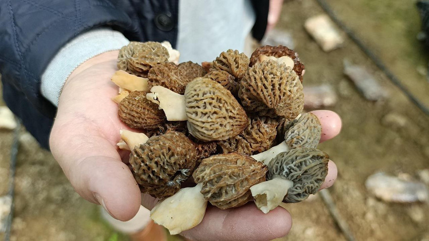 Türkiye'de bir ilk: Ormanların ''kara elması'' artık serada yetişiyor! Kilosu 9 bin TL - Resim: 2