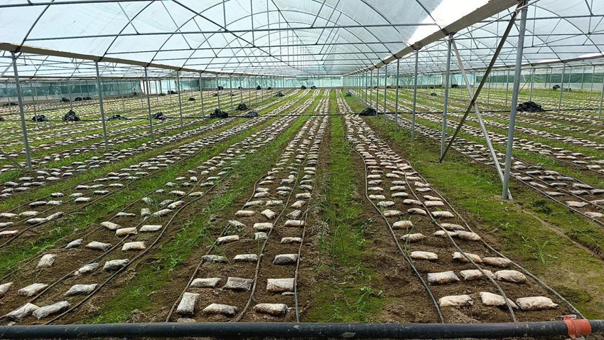 Türkiye'de bir ilk: Ormanların ''kara elması'' artık serada yetişiyor! Kilosu 9 bin TL - Resim: 3