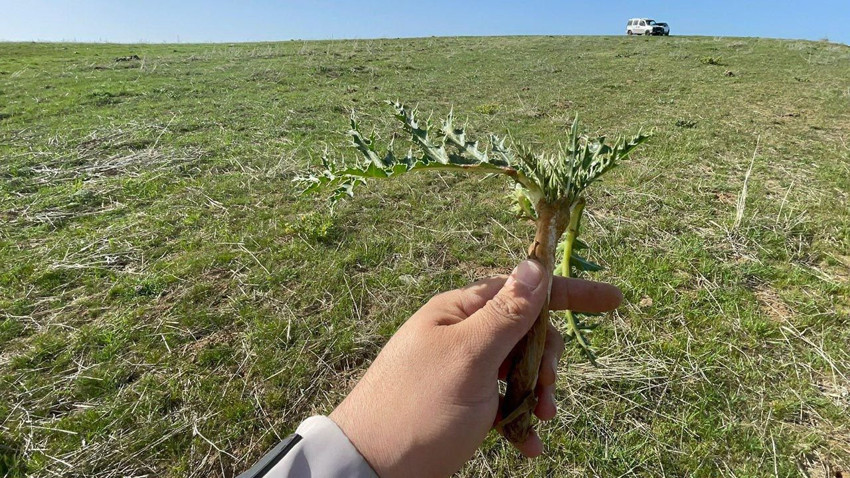 Doğada kendi kendine yetişiyor, pazarlarda kilosu 250 TL'den kapış kapış satılıyor! - Resim: 4