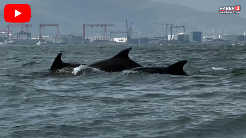 Dip çamuru temizlendi, Marmara'nın en sevimli çetesi yeniden ortaya çıktı!
