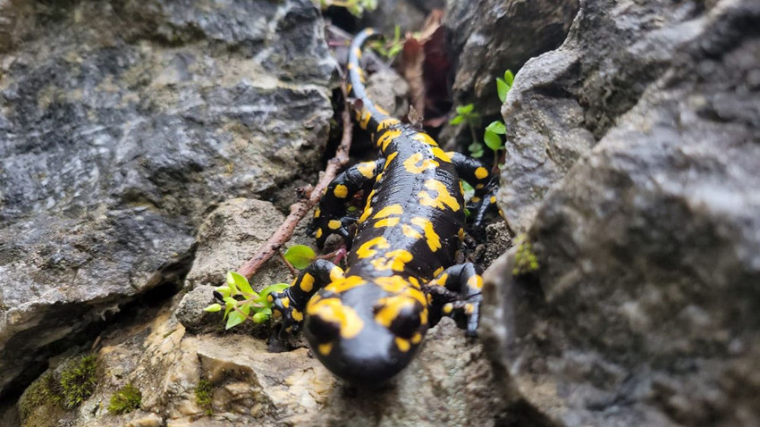 Doğanın en gizemli canlılarından biri olan minik canavar Erzincan'da ortaya çıktı - Resim: 3