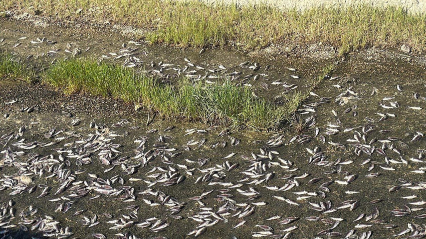 İstanbul'un burnunun dibinde endişelendiren gelişme... Binlercesi ölü olarak bulundu! - Resim: 2
