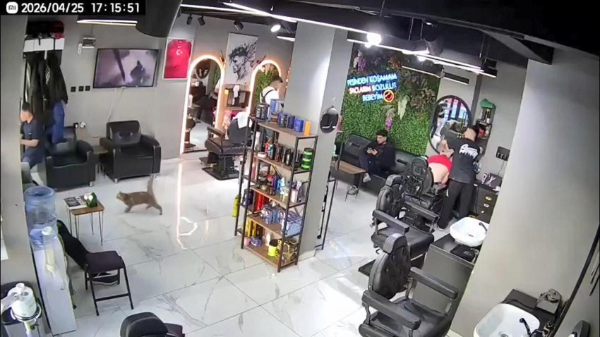 Psikopat kedi ortalığı birbirine kattı: O kovaladı, müşteriler kaçtı! - Resim: 2