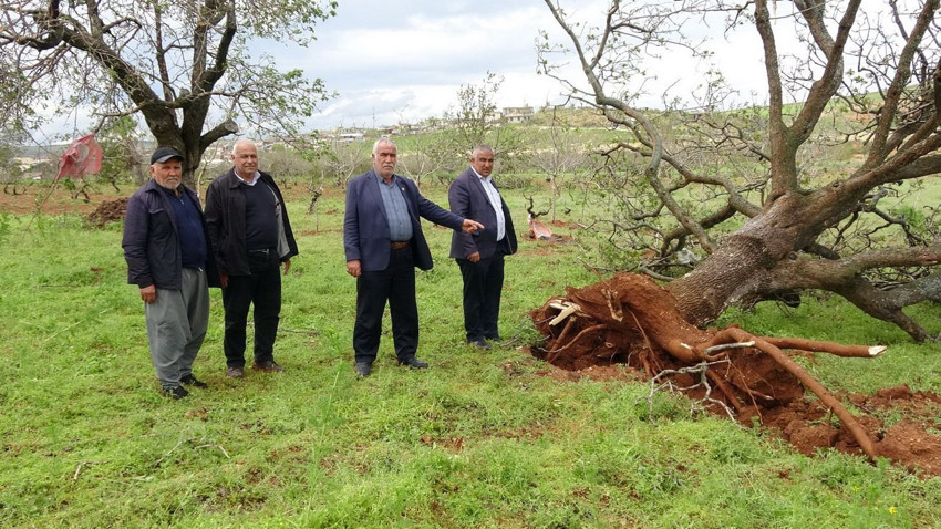 Gaziantep'i vuran süper hücre Türkiye'nin en lezzetli altınlarını da biçti! - Resim: 2
