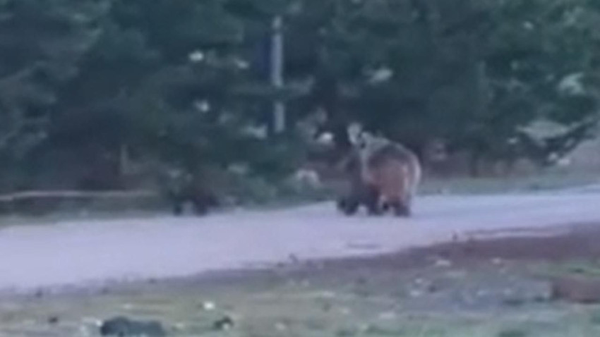 Yaban hayatı şehre taşındı: Ayılar caddelerde cirit atıyor - Resim: 3